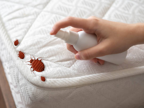 Professional Pest Control in Centreville, VA